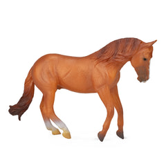 Australian Stock Horse Stallion Chestnut (3 Years +)