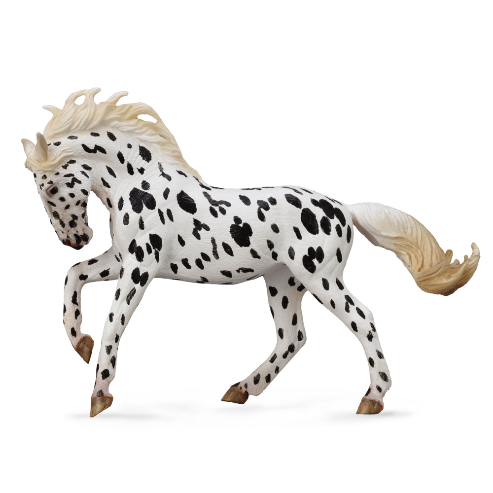 Knabstrupper Mare Black Leopard (3 Years +)