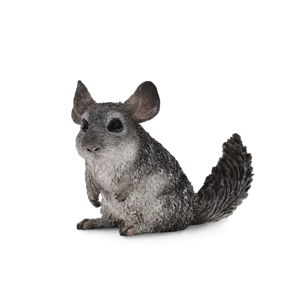 Longtailed Chinchilla (3 Years +)