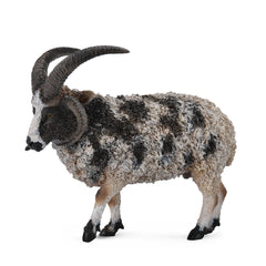 Jacob Sheep (3 Years +)