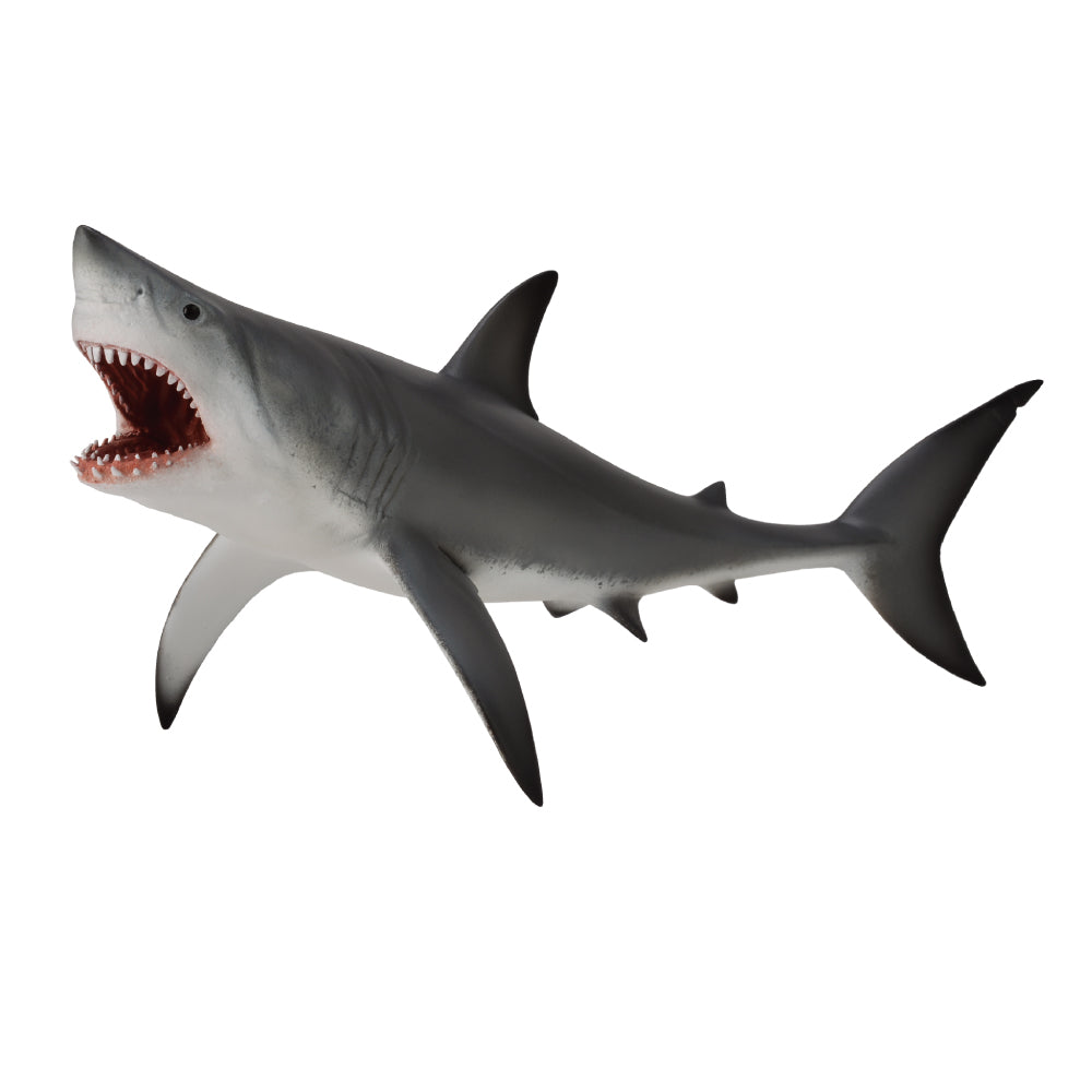 Great White Shark Open Jaw (3 Years +)
