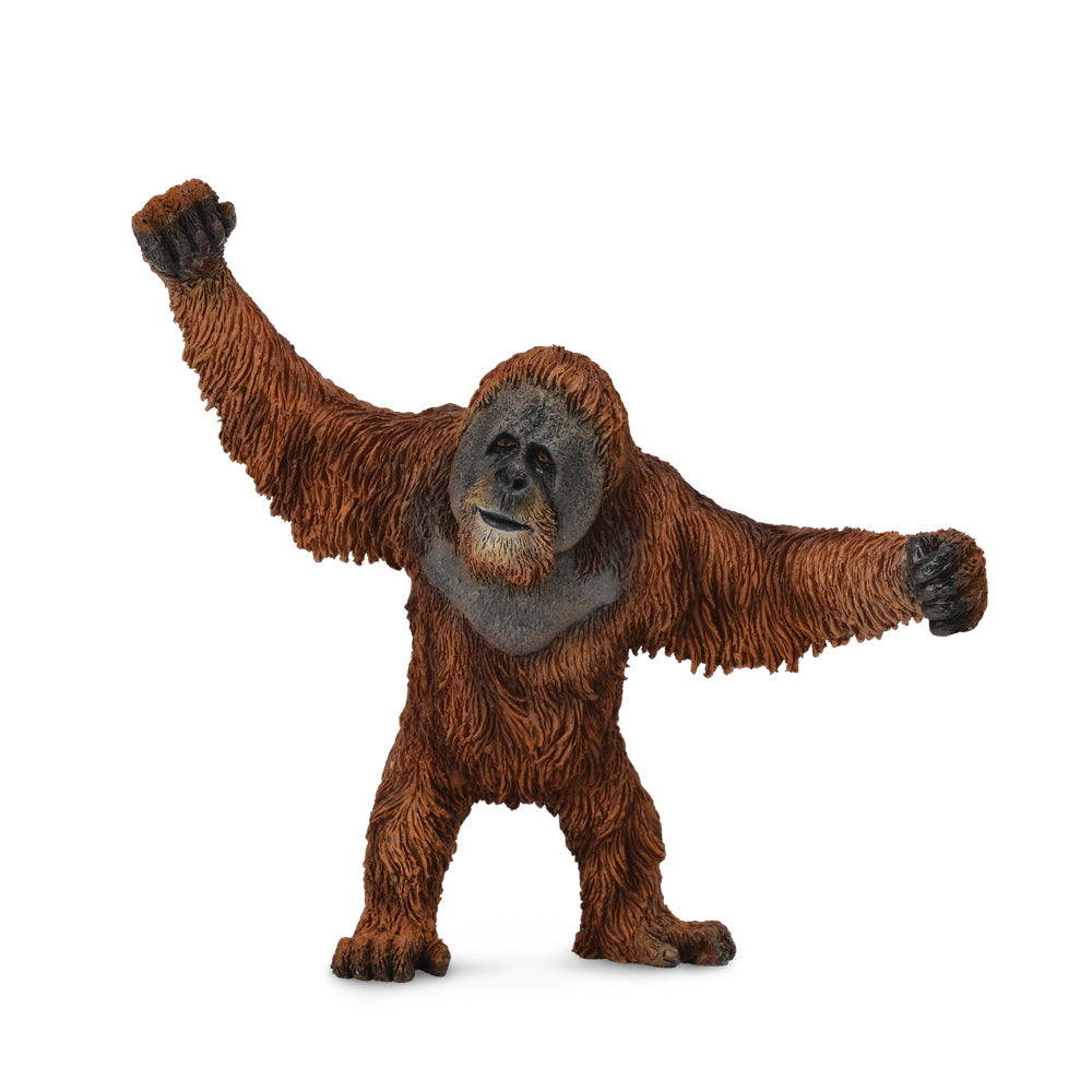 Orangutan (3 Years +)