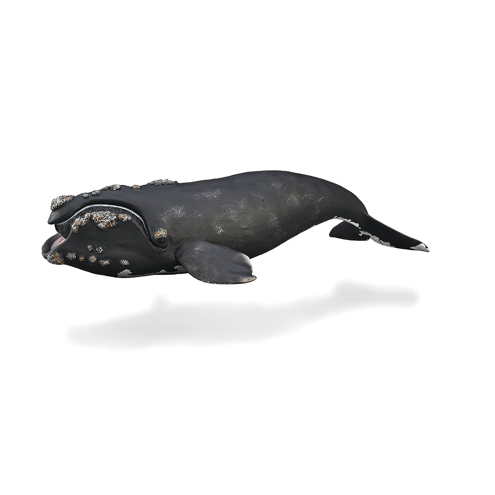 Right Whale (3 Years +)