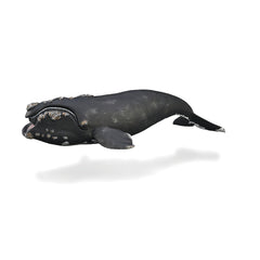 Right Whale (3 Years +)