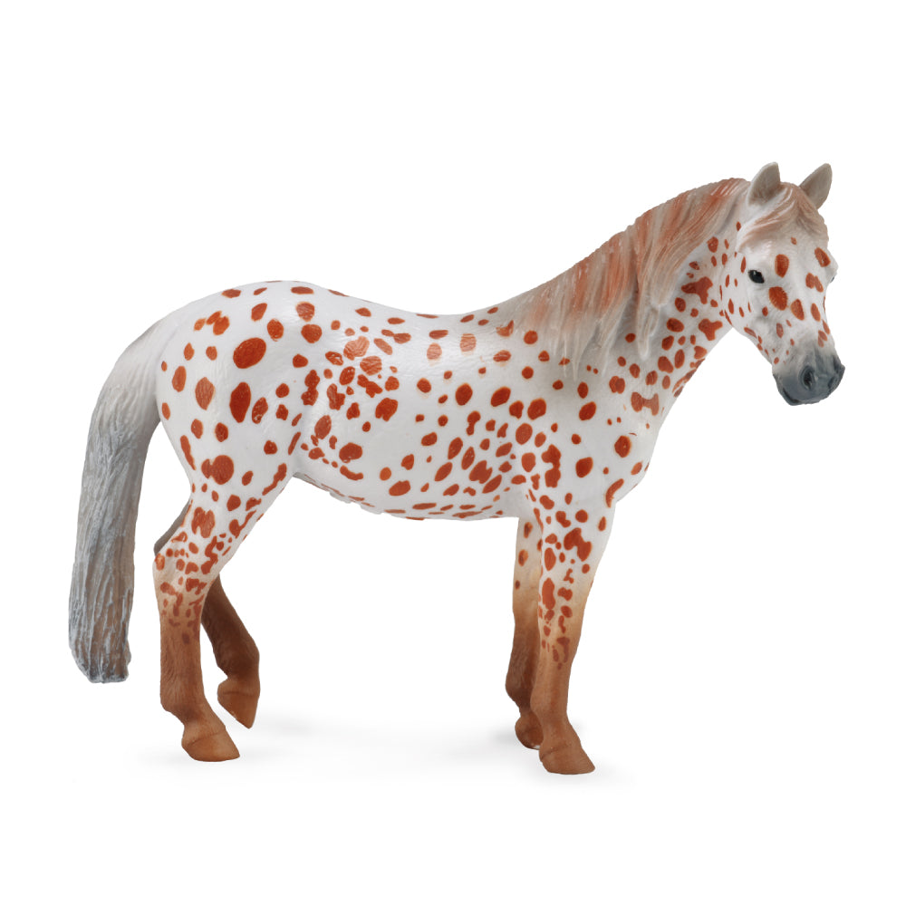 British Spotted Pony Mare Chestnut Leopard (3 Years +)