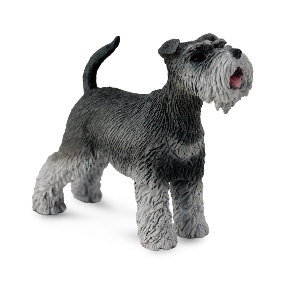 Schnauzer (3 Years +)