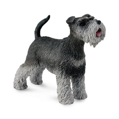 Schnauzer (3 Years +)