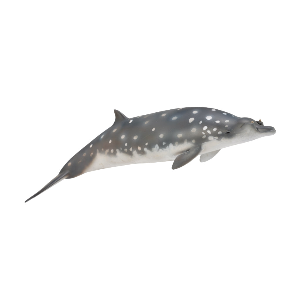 Blainville'S Beaked Whale (3 Years +)