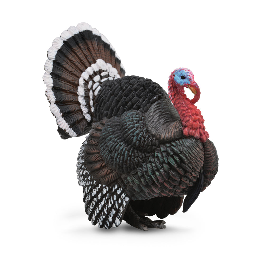 Turkey (3 Years +)