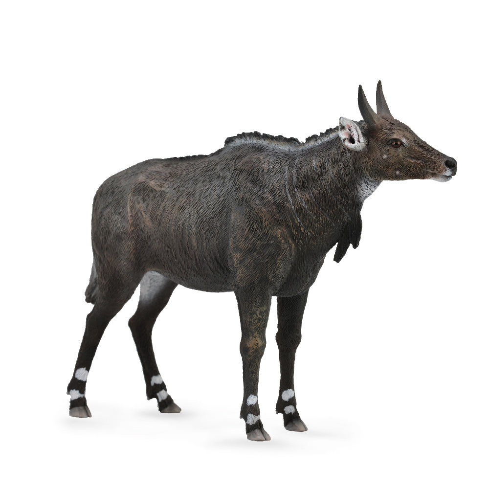 Nilgai (3 Years +)