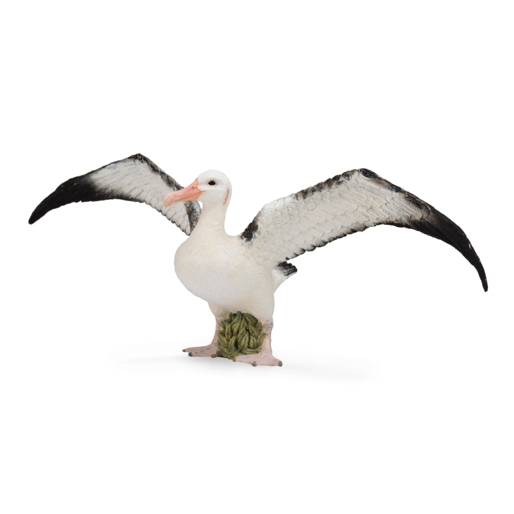 Wandering Albatross (3 Years +)
