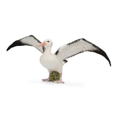 Wandering Albatross (3 Years +)