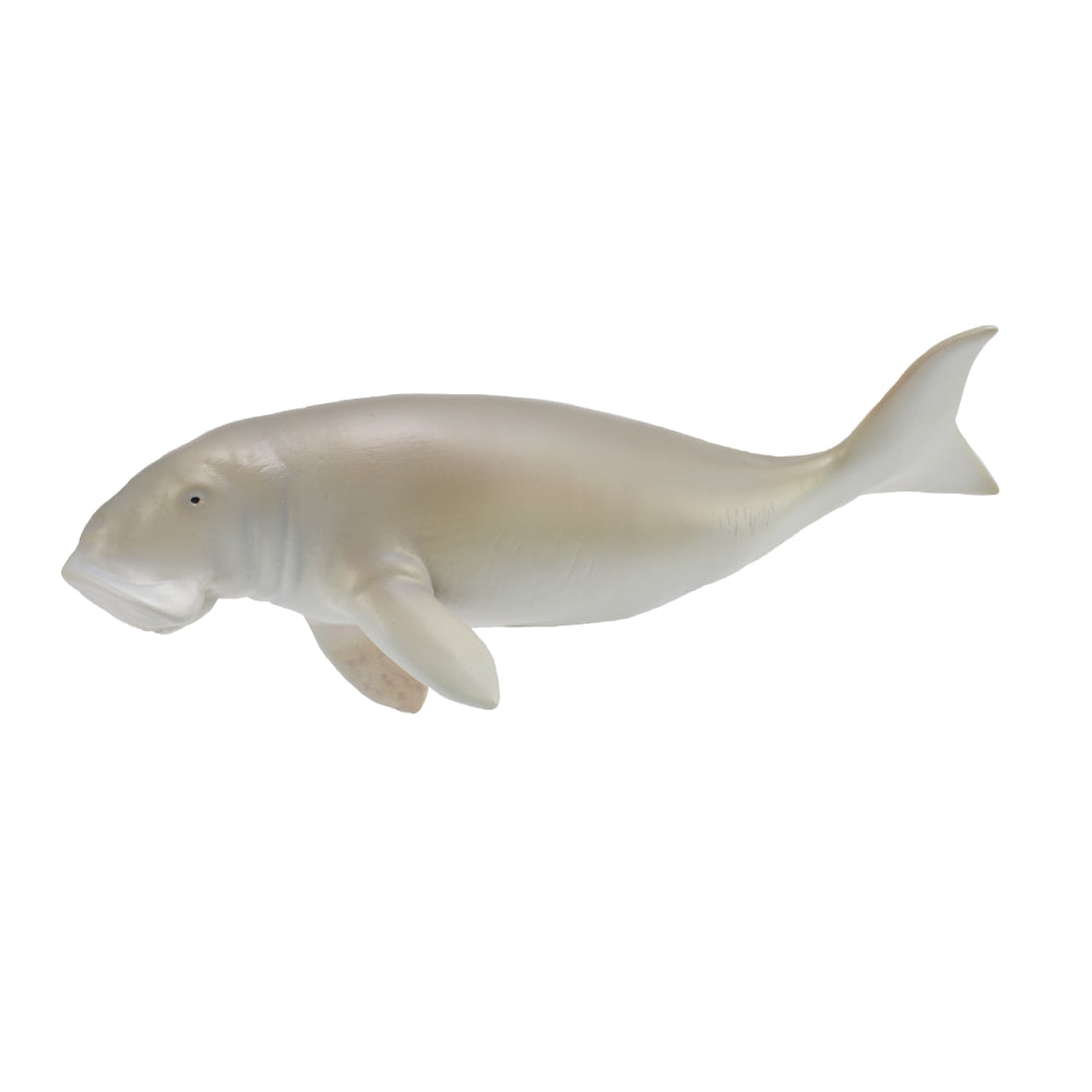 Dugong (3 Years +)