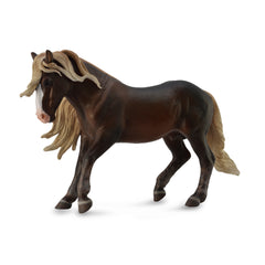 Black Forest Horse Stallion (3 Years +)