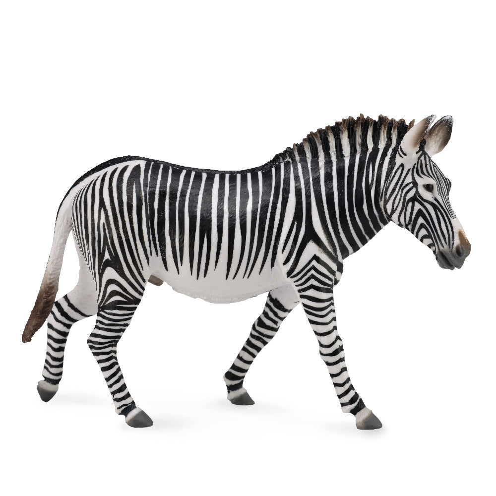 Grevy's Zebra (3 Years +)