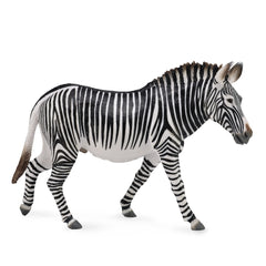 Grevy's Zebra (3 Years +)