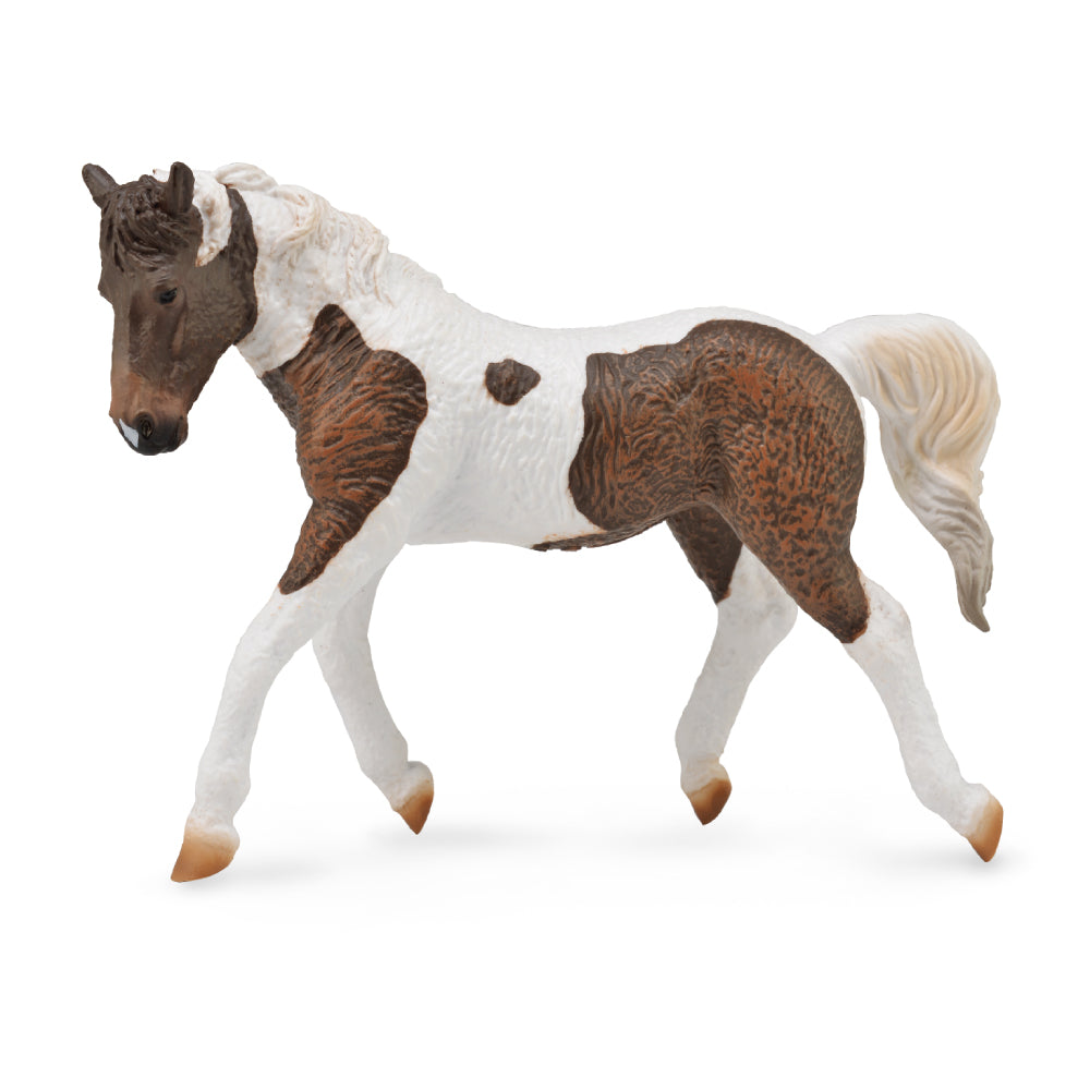 Curly Mare (3 Years +)