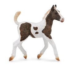 Curly Foal (3 Years +)