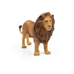 African Lion (3 Years +)