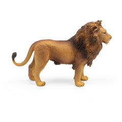 African Lion (3 Years +)