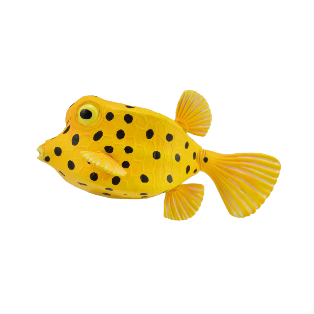 Boxfish (3 Years +)