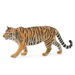 Sibirian Tiger (3 Years +)