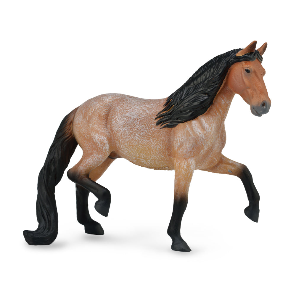 Mangalarga Marchador Stallion Bay Roan (3 Years +)