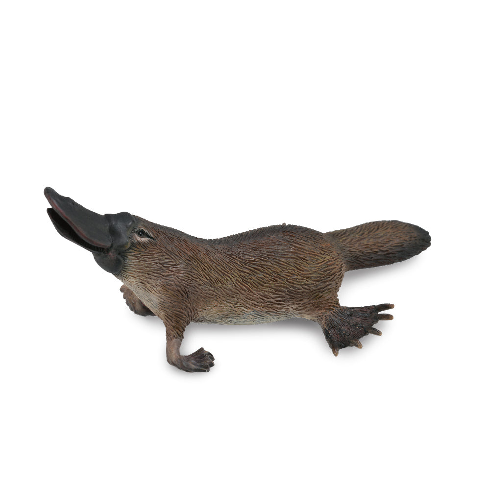 Platypus (3 Years +)
