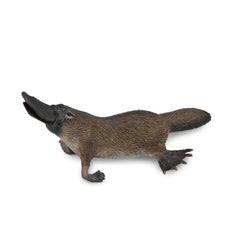 Platypus (3 Years +)
