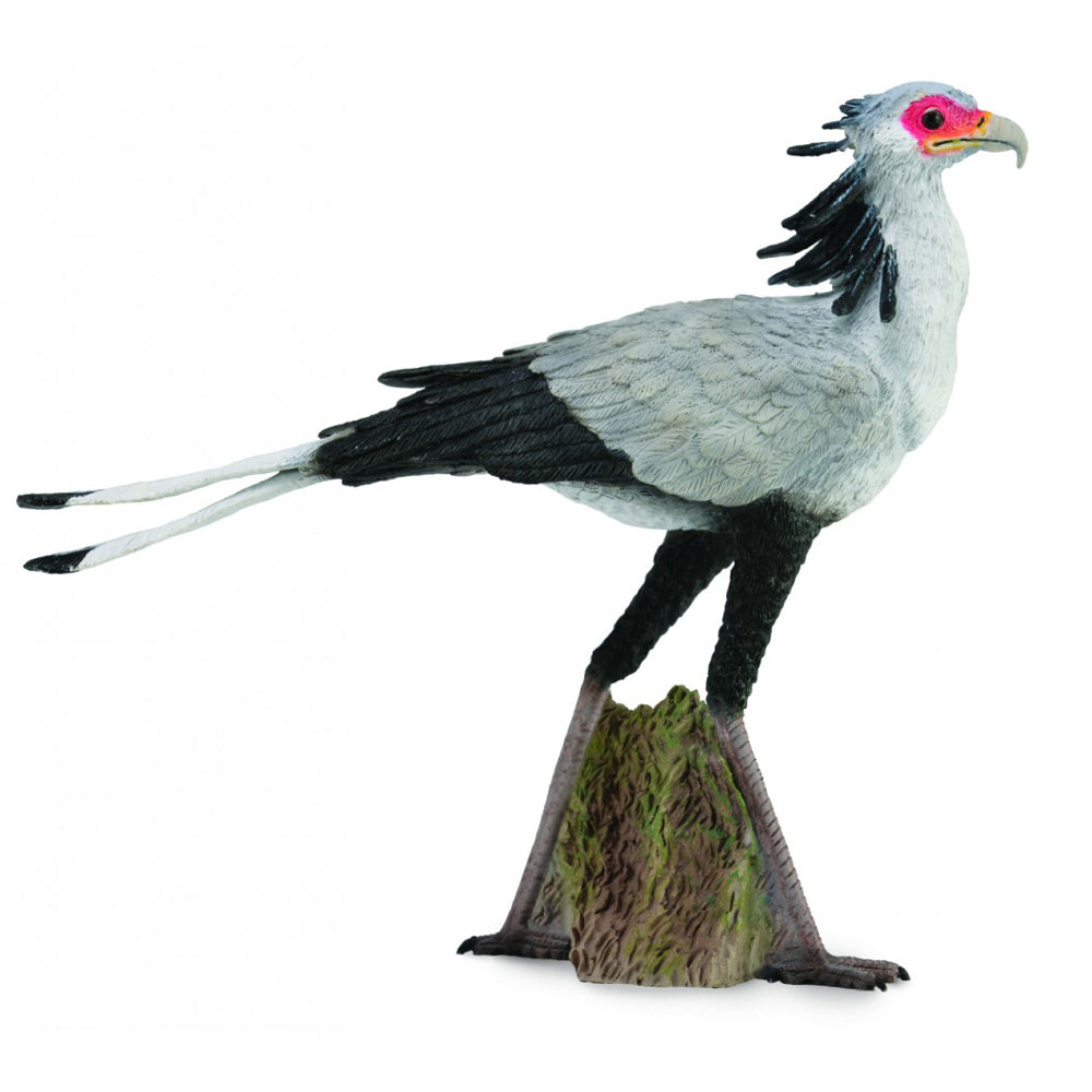 Secretary Bird (3 Years +)
