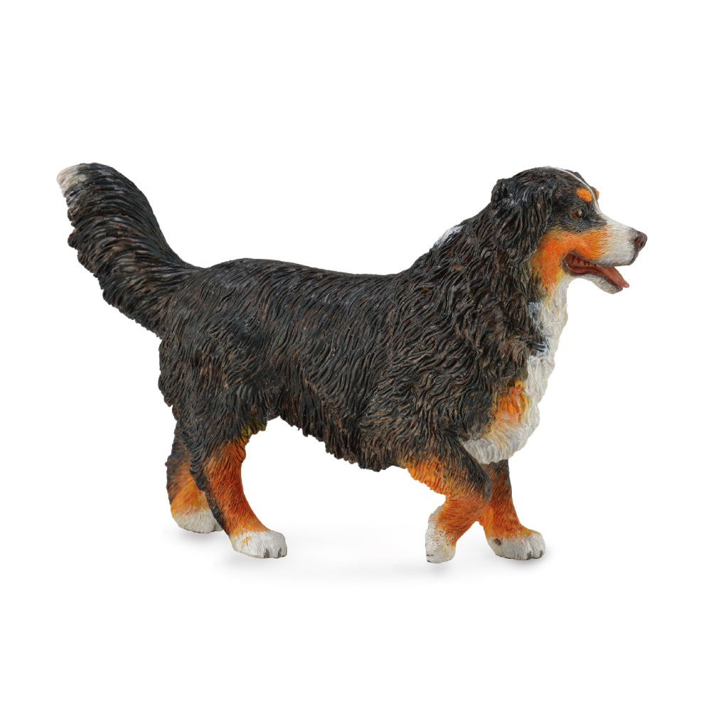 Bernese Mountain Dog (3 Years +)
