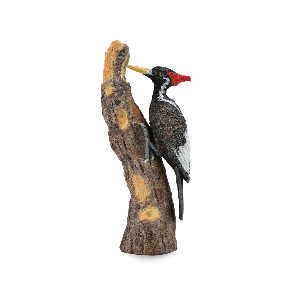 Ivory-Billed Woodpecker (3 Years +)