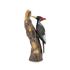 Ivory-Billed Woodpecker (3 Years +)