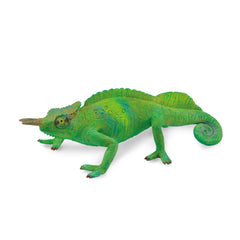 Cameroon Sailfin Chameleon (3 Years +)