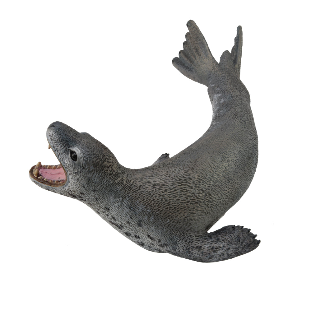Leopard Seal (3 Years +)