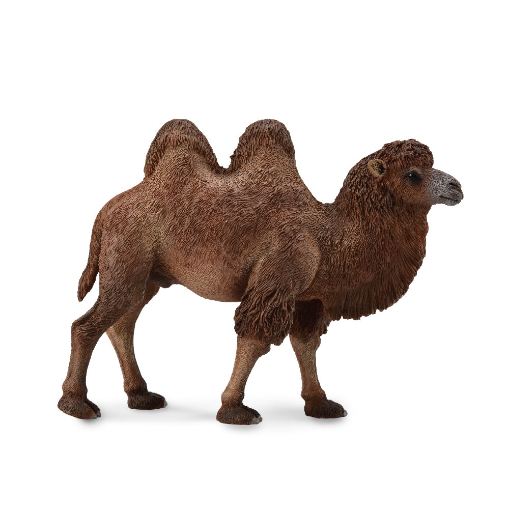 Bactrian Camel (3 Years +)