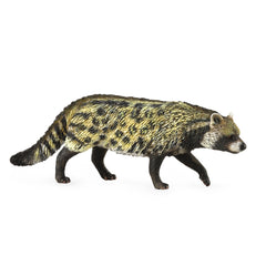 African Civet (3 Years +)