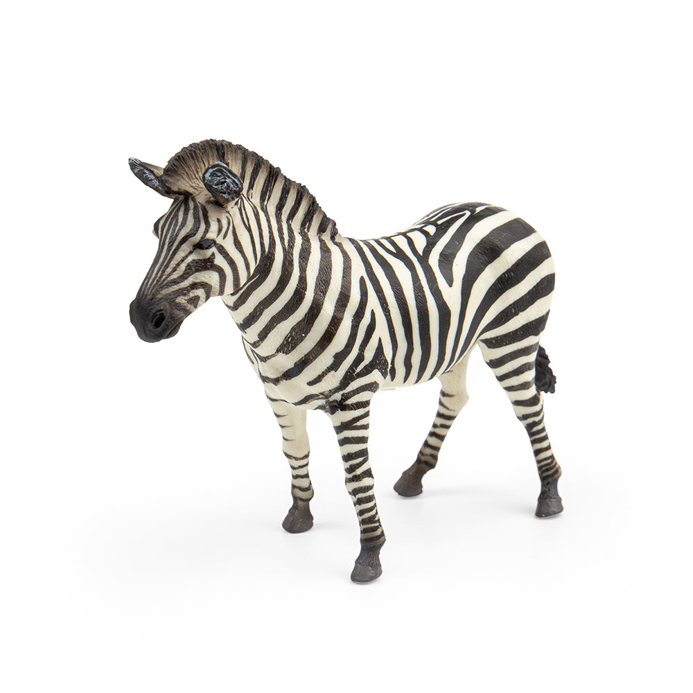 Common Zebra (3 Years +)