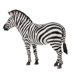 Common Zebra (3 Years +)