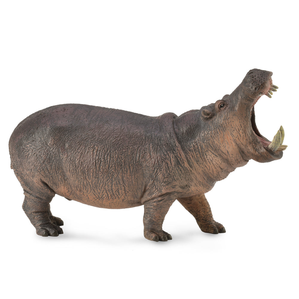 Hippopotamus (3 Years +)
