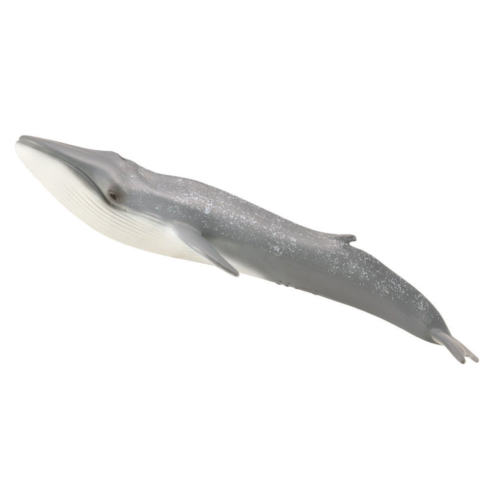 Blue Whale (3 Years +)