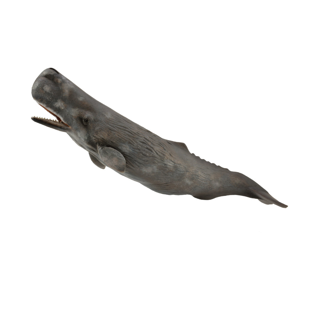 Sperm Whale (3 Years +)