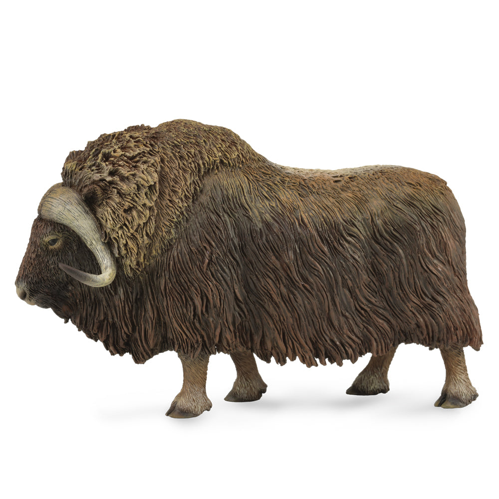 Musk Ox (3 Years +)