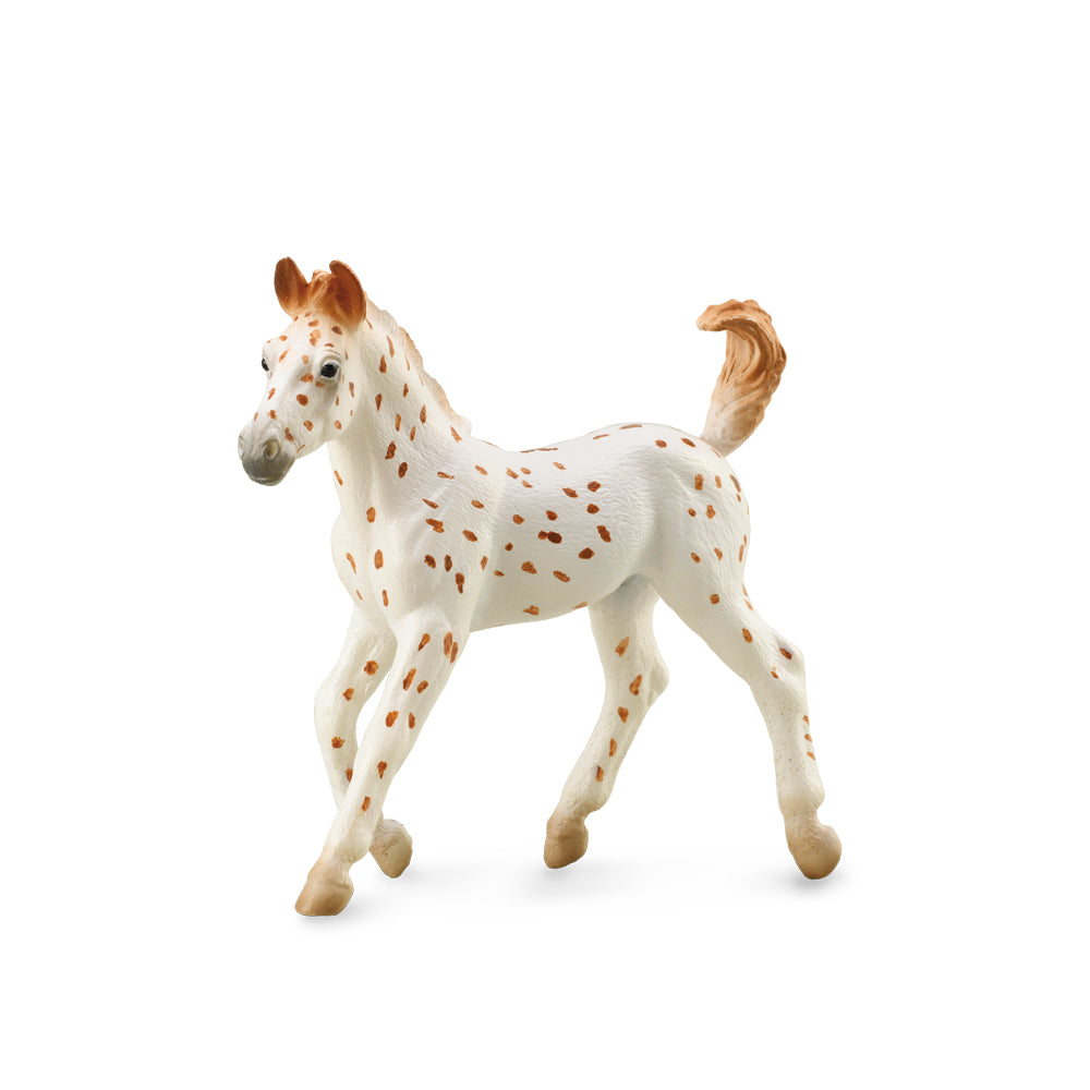 Knabstrupper Foal - Leopard Spotted (3 Years +)