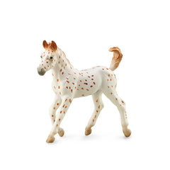Knabstrupper Foal - Leopard Spotted (3 Years +)