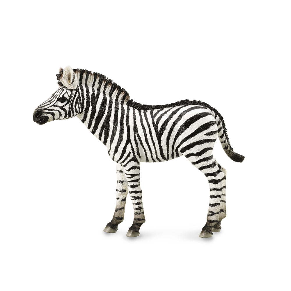 Zebra Foal (3 Years +)