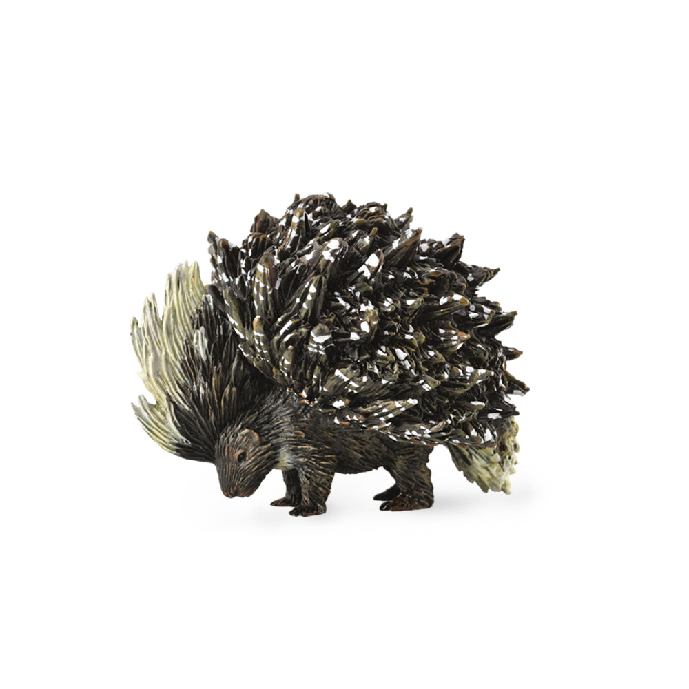 Porcupine (Indian Porcupine) (3 Years +)