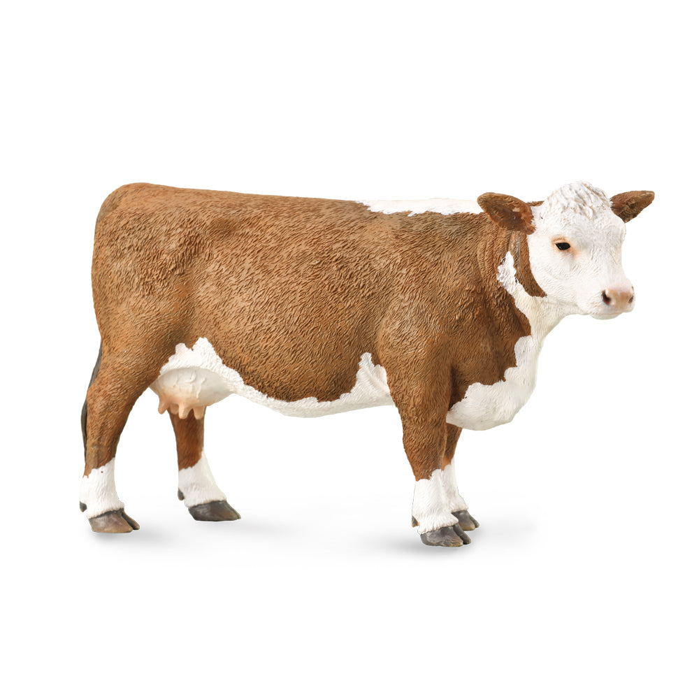 Hereford Cow (3 Years +)