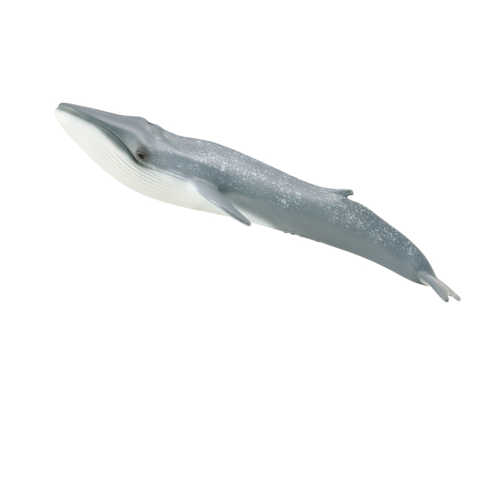 Minke Whale (3 Years +)