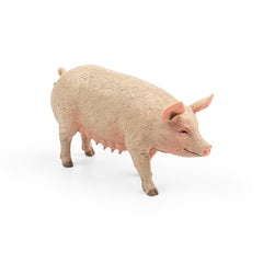 Sow (3 Years +)
